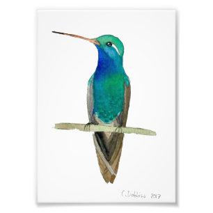 Broad-billed Hummingbird On A Branch Photo Print
