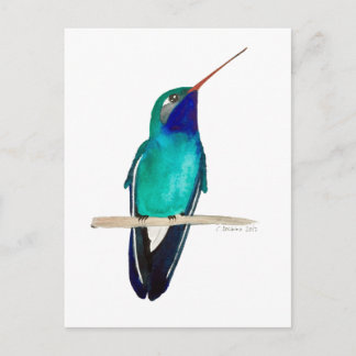 Broad-billed Hummingbird Postcard