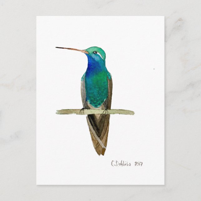 Broad-billed Hummingbird Postcard (Front)