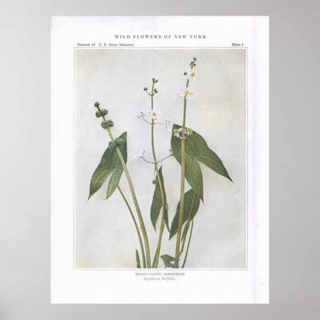 Broad-Leaved Arrowhead - Sagittaria latifolia Poster (Front)
