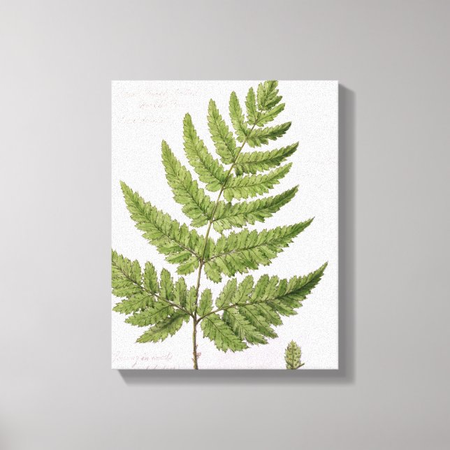 Broad Prickly-toothed Buckler Fern, painted at Bra Canvas Print (Front)