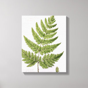 Broad Prickly-toothed Buckler Fern, painted at Bra Canvas Print