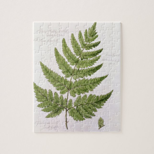 Broad Prickly-toothed Buckler Fern, painted at Bra Jigsaw Puzzle (Vertical)
