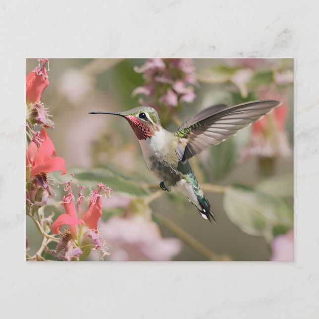 Broad-tailed Hummingbird in flight Postcard (Front)