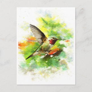 Broad tailed Hummingbird Postcard