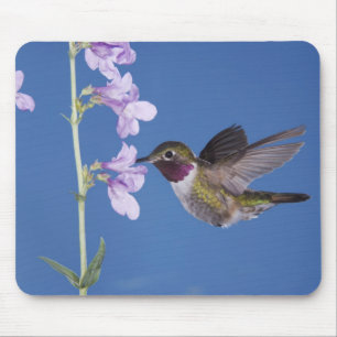 Broad-tailed Hummingbird, Selasphorus Mouse Pad