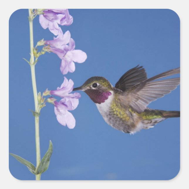 Broad-tailed Hummingbird, Selasphorus Square Sticker (Front)