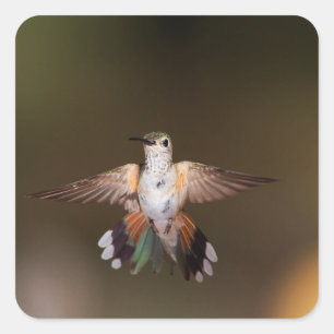 Broad-Tailed Hummingbird showing off Square Sticker