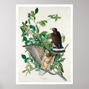 Broad-winged Hawk by Audubon Poster