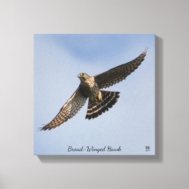 Broad Winged Hawk Canvas Print (Front)