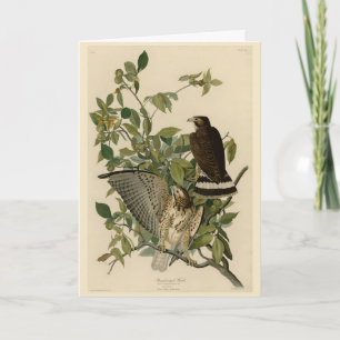 Broad-winged Hawk from Audubon's Birds of America Card