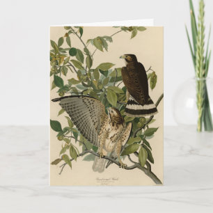 Broad-winged Hawk from Audubon's Birds of America Card