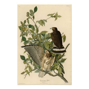 Broad-winged Hawk from Audubon's Birds of America Photo Print