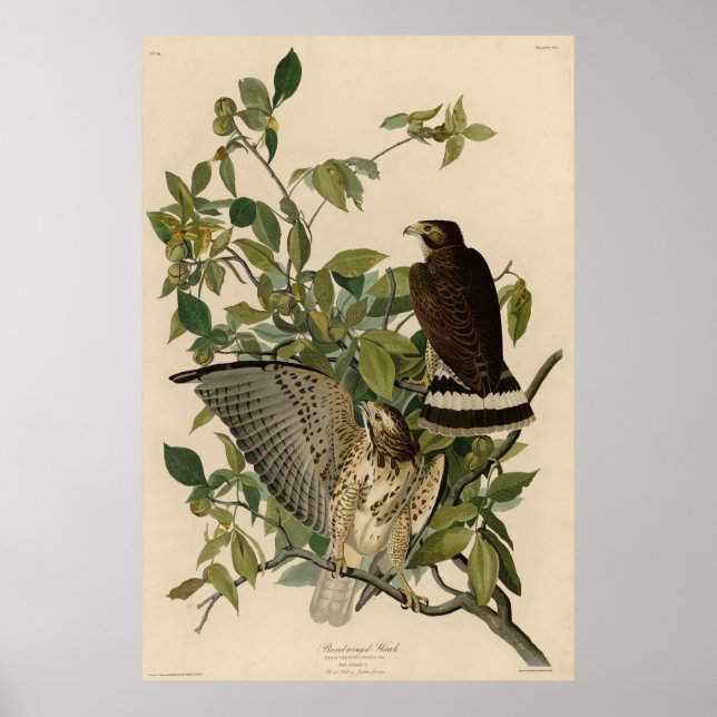 Broad-winged Hawk from Audubon's Birds of America Poster (Front)