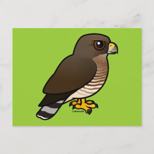 Broad-winged Hawk Postcard