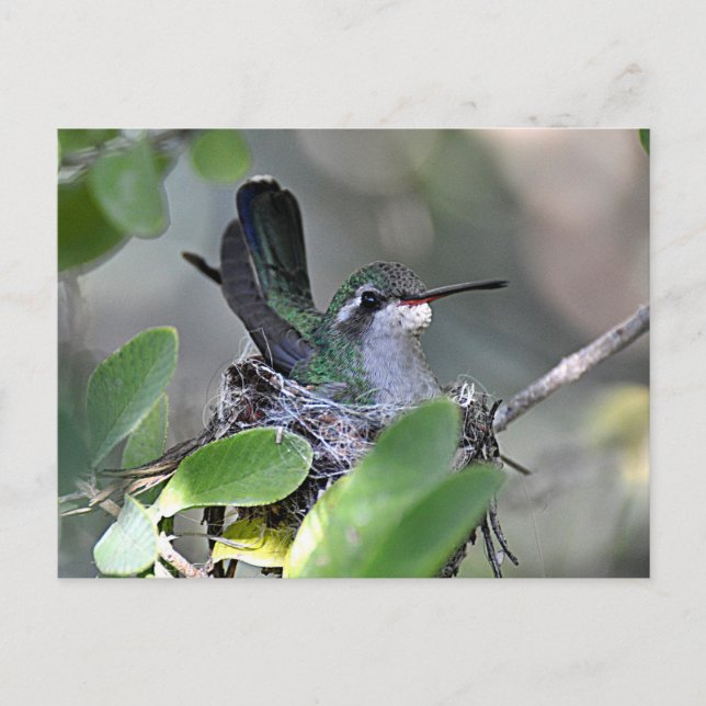 Broadbilled Hummingbird Nesting Postcard (Front)