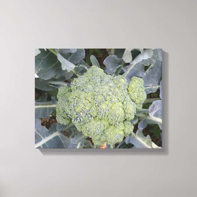 Broccoli Canvas Print (Front)