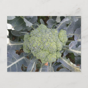 Broccoli Postcard