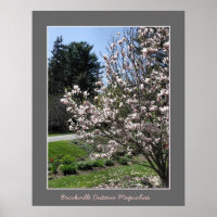 Brockville Ontario Magnolias 