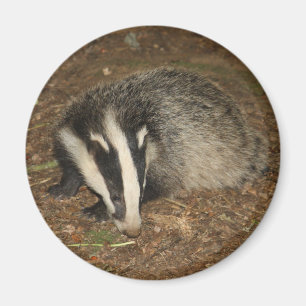 Brockwatch badger magnet