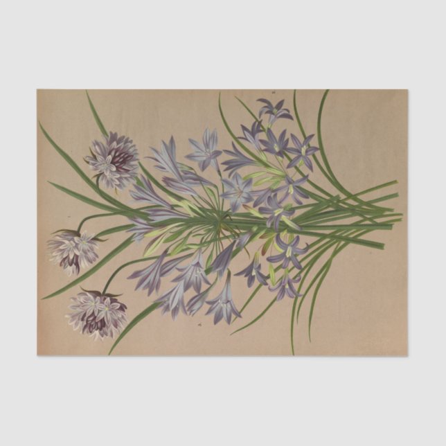 Brodiea Congesta by Arentina Hendrica Arendsen Tissue Paper (Front)