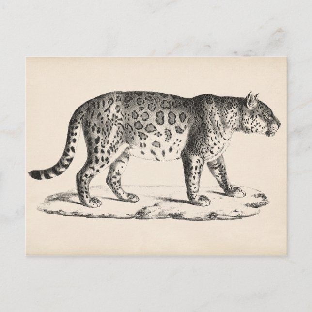 Brodtmann Leopard Sketch Postcard (Front)