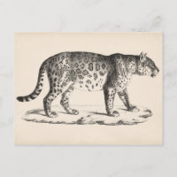 Brodtmann Leopard Sketch