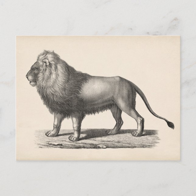 Brodtmann Lion Sketch Postcard (Front)