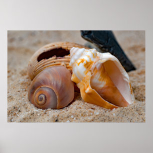 Broken Beach Beauties #2 Poster 