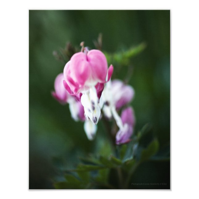 Broken Hearts Line Up Photo Print (Front)