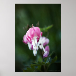 Broken Hearts Line Up Print