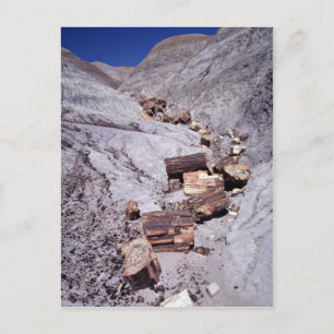 Broken logs, Petrified Forest National Park, Arizo Postcard