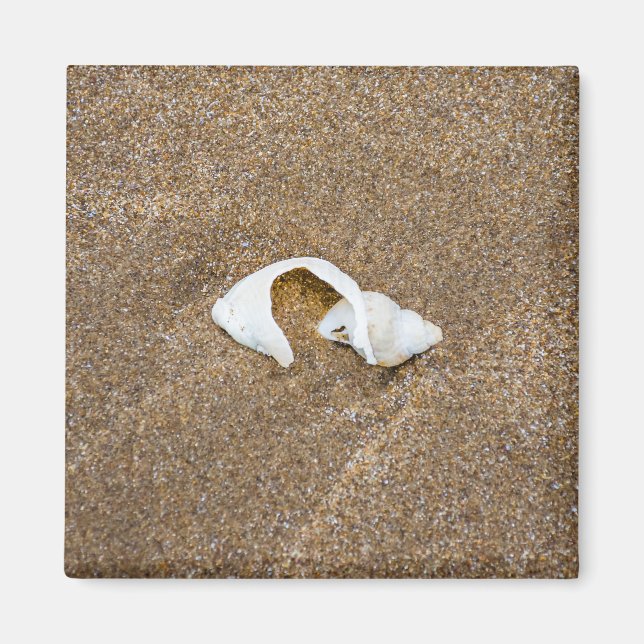 Broken shell fridge magnet (Front)