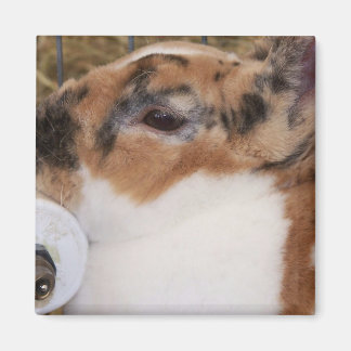 Broken tri colour mini rex rabbit head on waterer magnet