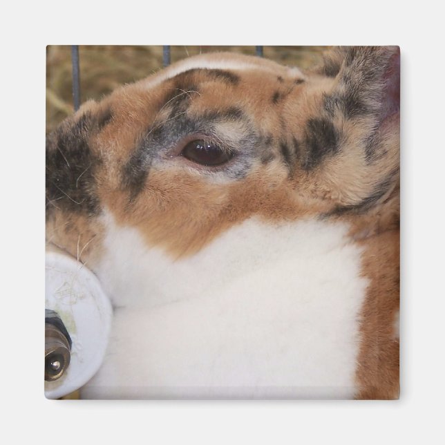 Broken tri colour mini rex rabbit head on waterer magnet (Front)
