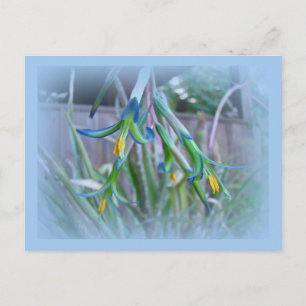 Bromeliad Blossoms on Blue Postcard