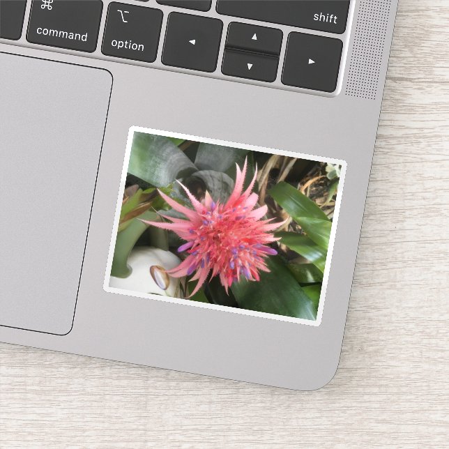 Bromeliad Flower (Detail)