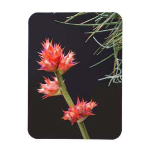 Bromeliad Flowers and Stem Magnet