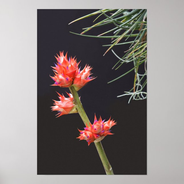 Bromeliad Flowers and Stem Poster (Front)