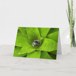 Bromeliad Green Botanical Photography Card