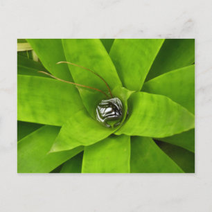 Bromeliad Green Botanical Photography Postcard