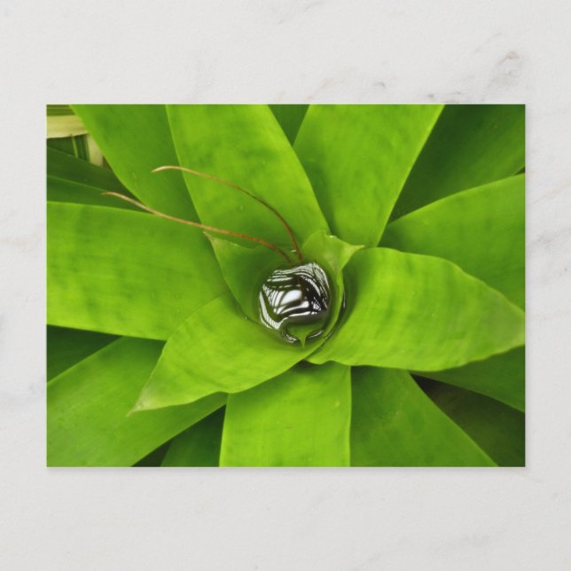 Bromeliad Green Botanical Photography Postcard (Front)