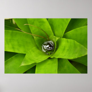 Bromeliad Green Botanical Photography Poster
