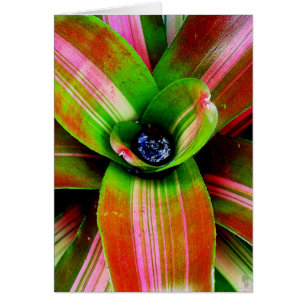 Bromeliad heart