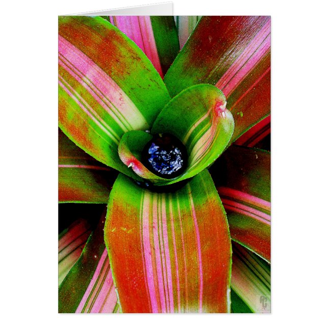 Bromeliad heart (Front)
