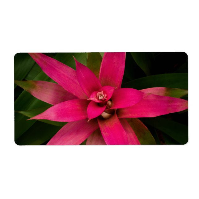 Bromeliad in Bloom (Front)