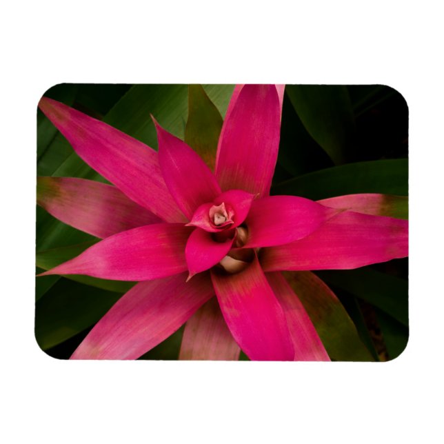 Bromeliad in Bloom Magnet (Horizontal)
