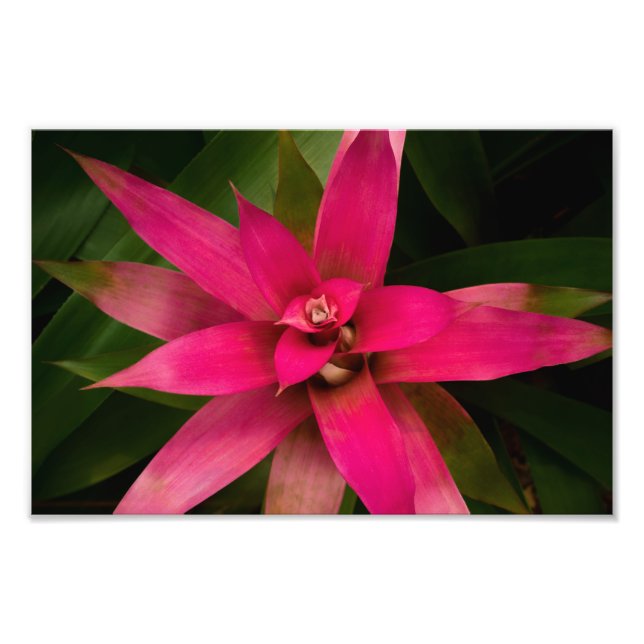 Bromeliad in Bloom Photo Print (Front)