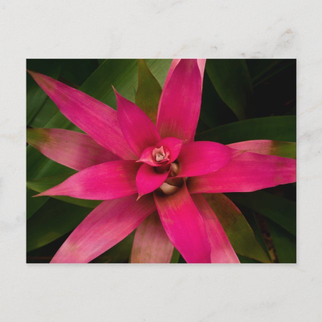 Bromeliad in Bloom Postcard (Front)