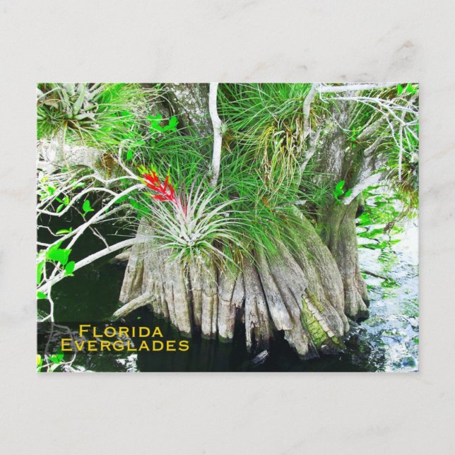 Bromeliad on Mangrove, Florida Everglades Postcard (Front)